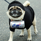 Illustration for article titled Highlights From "Puglandia," Oregon's Annual Pug Crawl